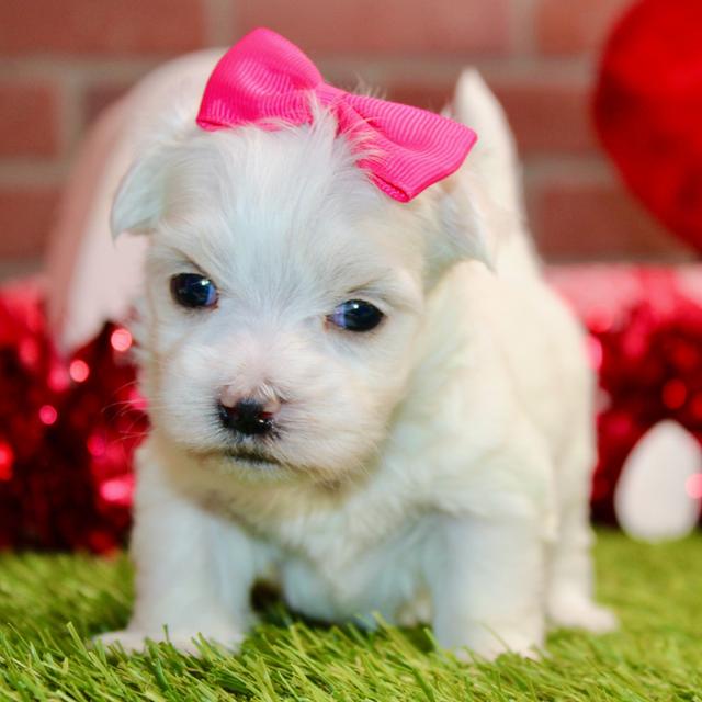 Livia - Maltese