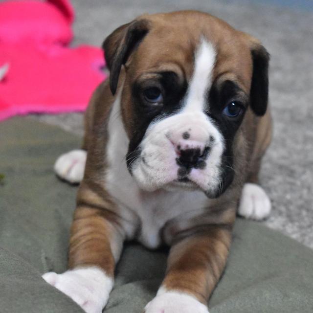 Hailey - Boxer