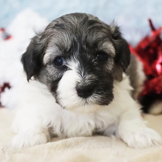 Nico - Coton de Tulear