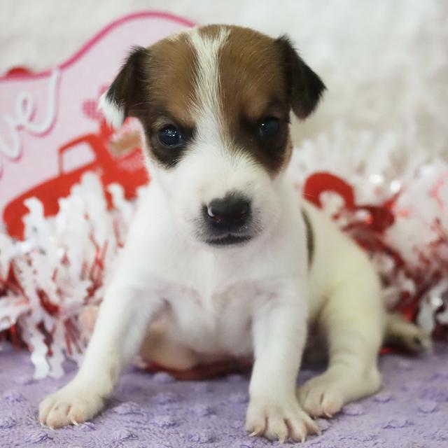 Benny - Jack Russell Terrier