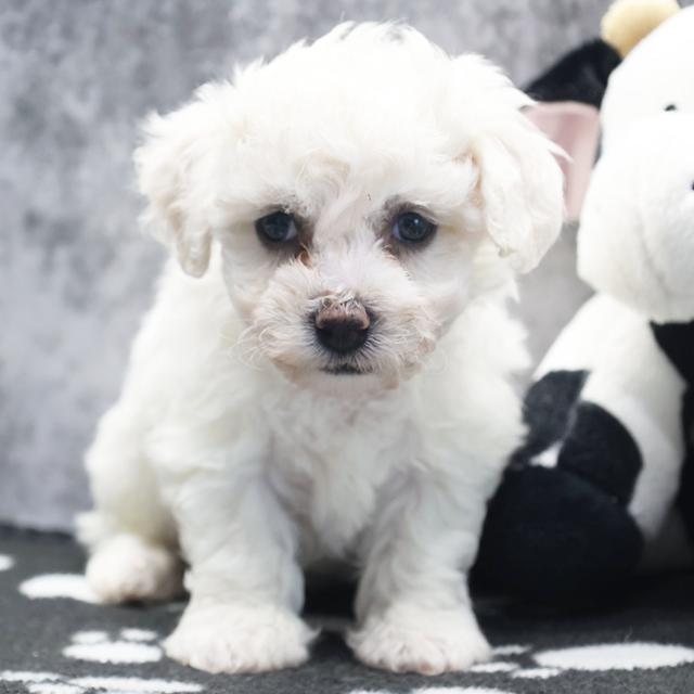 Harper - Bichon Frise