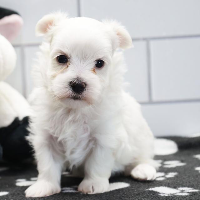 Lester - Maltese