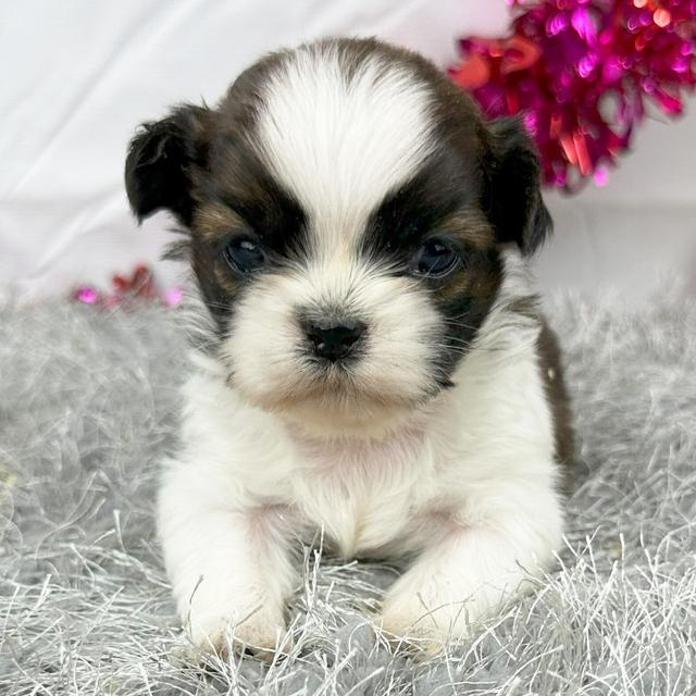 Sylvie - Shih Tzu