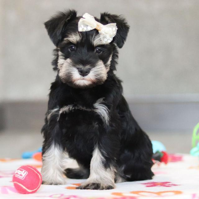 Hope - Miniature Schnauzer