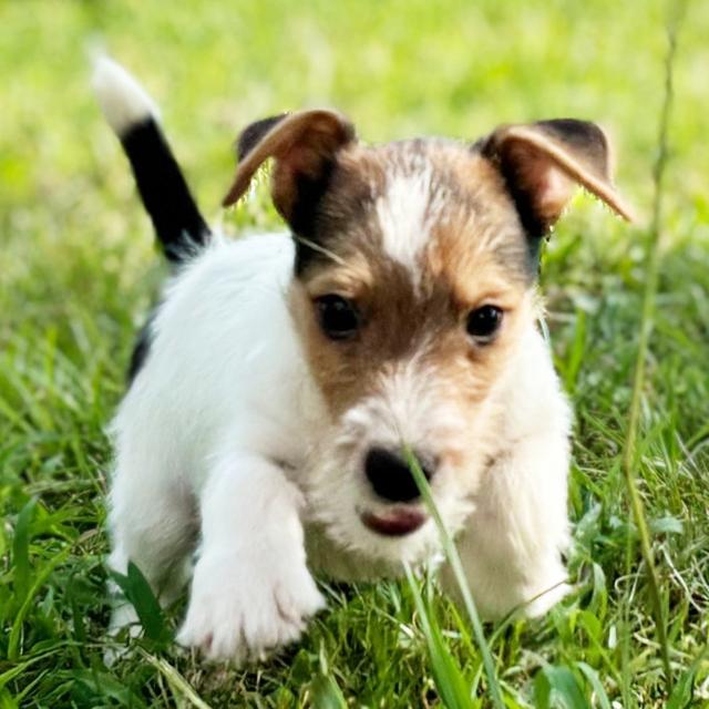 Jellybean - Jack Russell Terrier