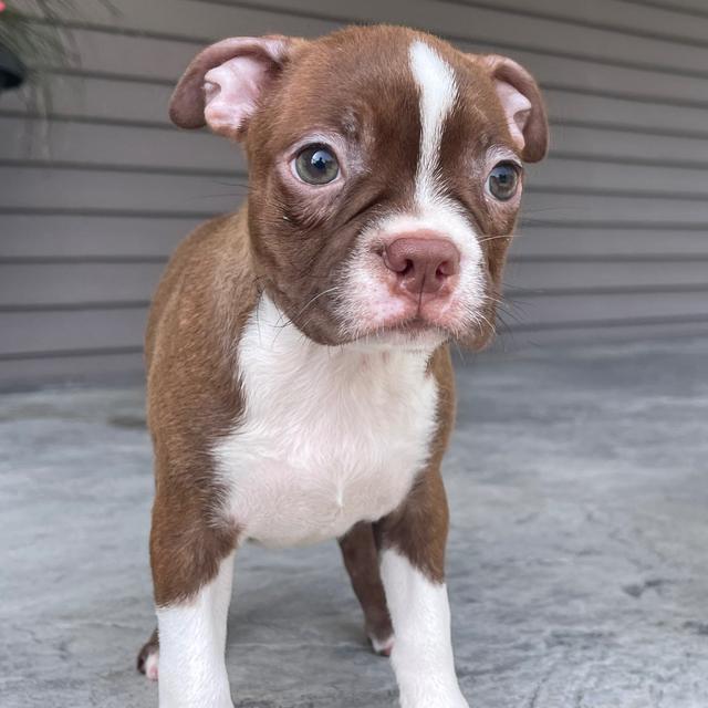 Bella - Boston Terrier