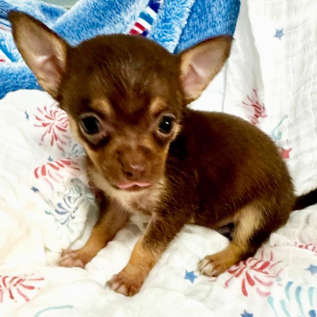 Bindy - Chihuahua