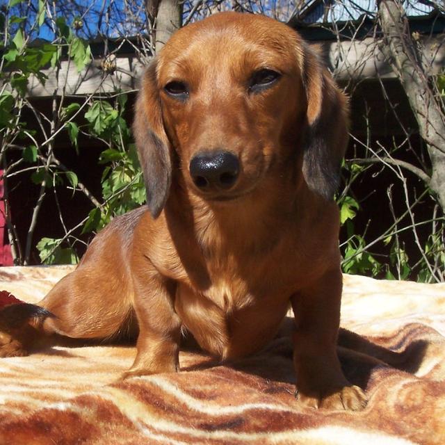 Shiloh Delacey - Dachshund