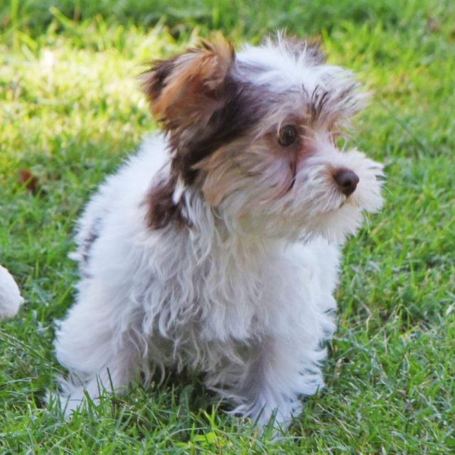 Paddy - Yorkshire Terrier