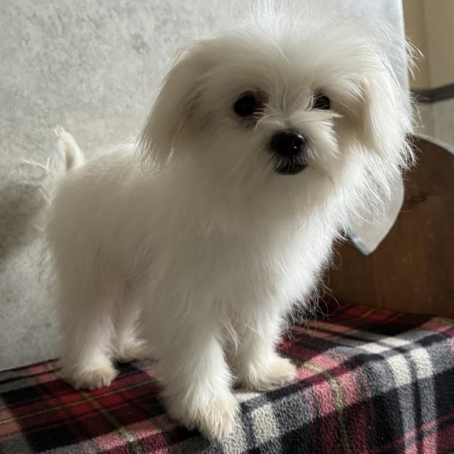 Fin - Maltese