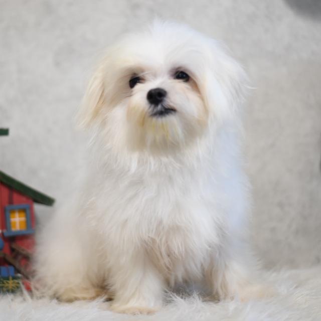 Fin - Maltese