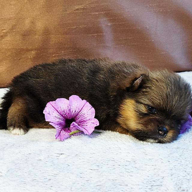 Sadie - Pomeranian