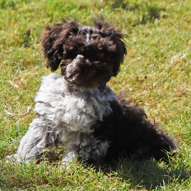 Murph - Miniature Schnauzer