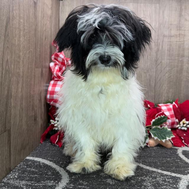 Cruiser - Havanese