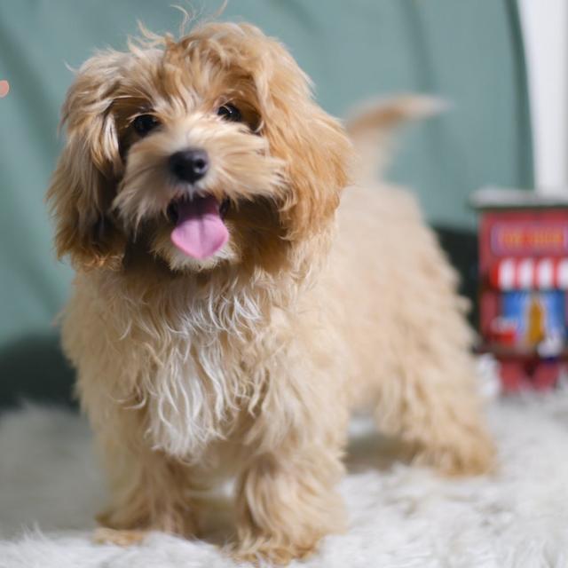 Rolls - Maltipoo