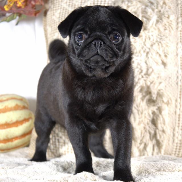 Tulip - Pug