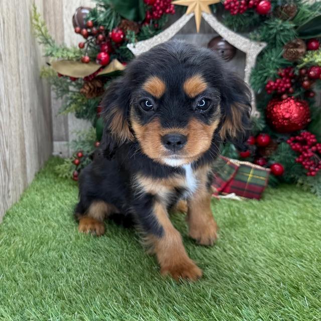 Ed - Cavalier King Charles Spaniel