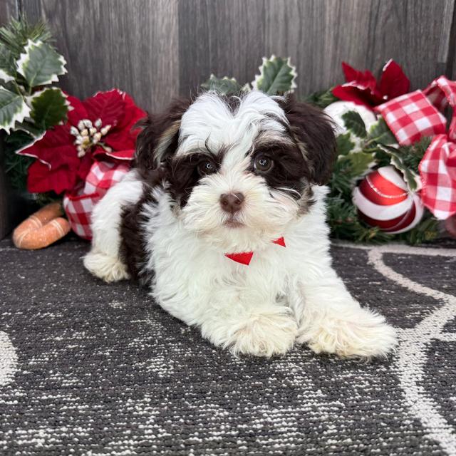 Liam - Havanese