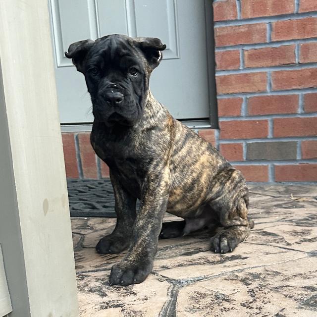 Jake - Cane Corso