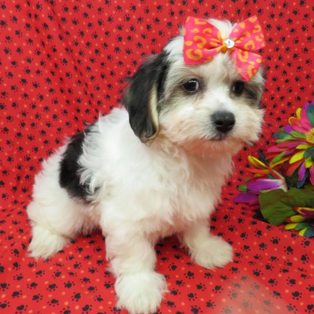 Stacy - Coton de Tulear