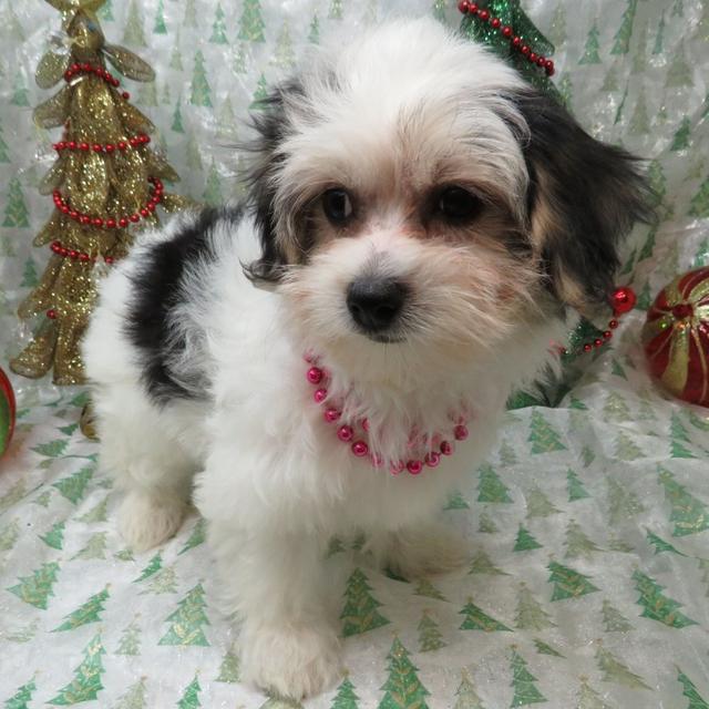 Stacy - Coton de Tulear