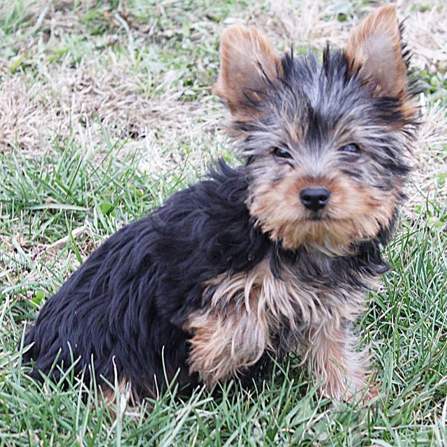 Johnny - Yorkshire Terrier