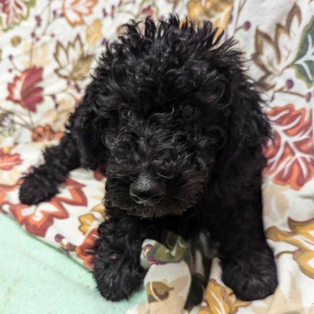 Beauty - Labradoodle