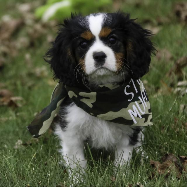 Axelle - Cavalier King Charles Spaniel