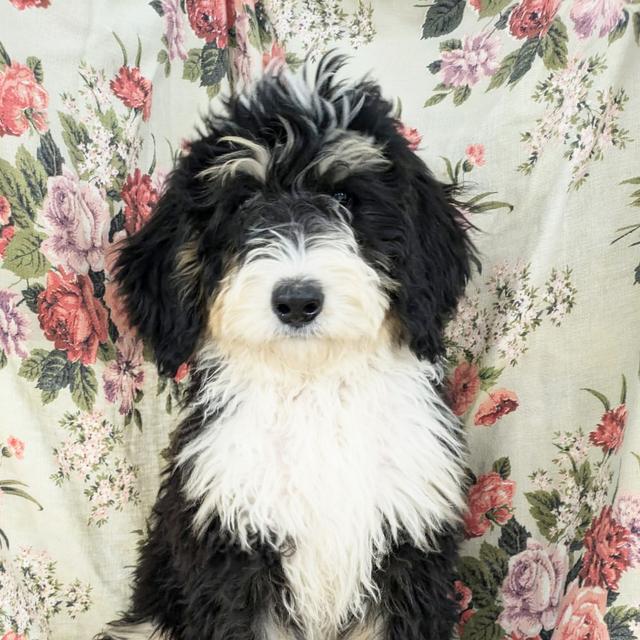 Sis - Bernedoodle