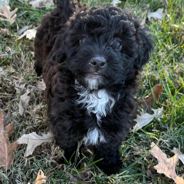 Betty - Labradoodle