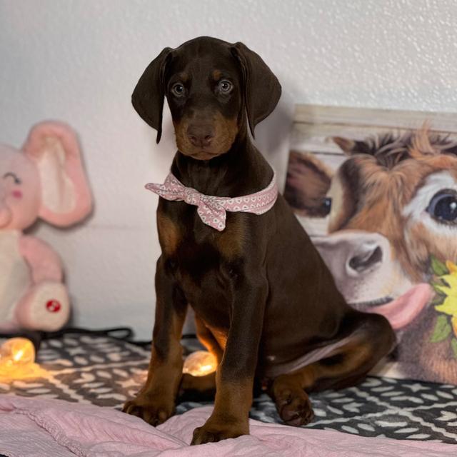 Gracie - Doberman Pinscher