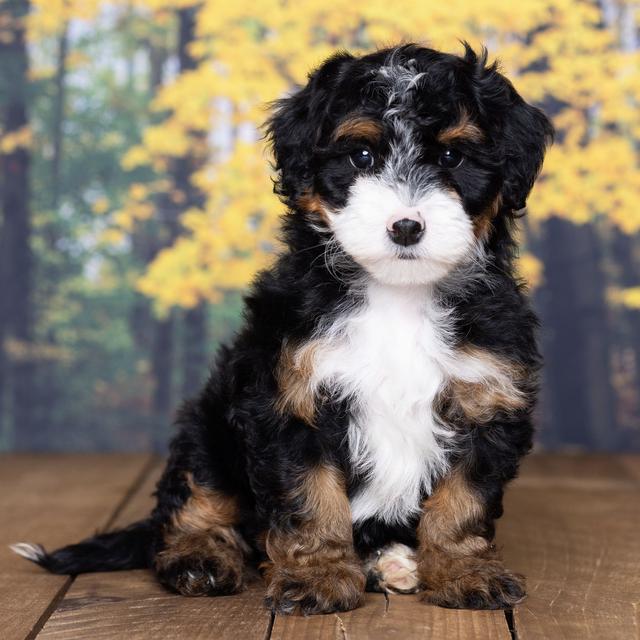 Crystal - Bernedoodle