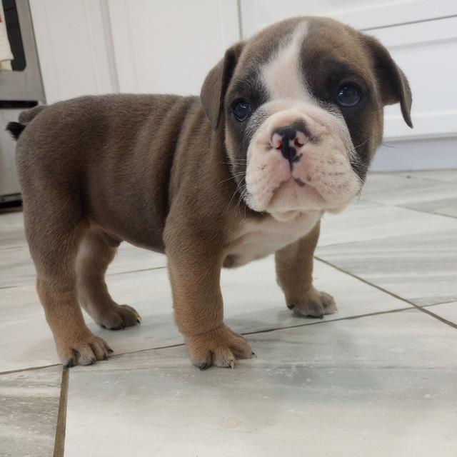 Jace - Bulldog