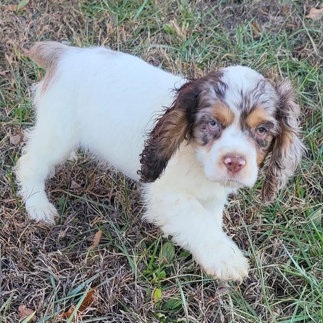 Hazel - Cocker Spaniel