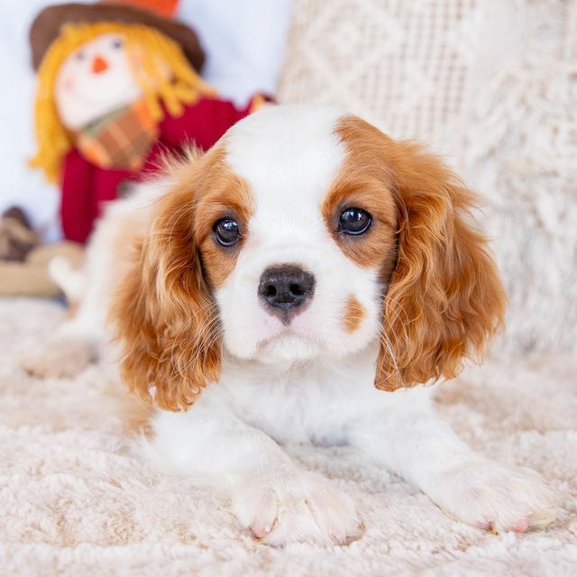 Victoria - Cavalier King Charles Spaniel