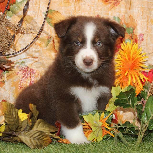 Paxton - Australian Shepherd