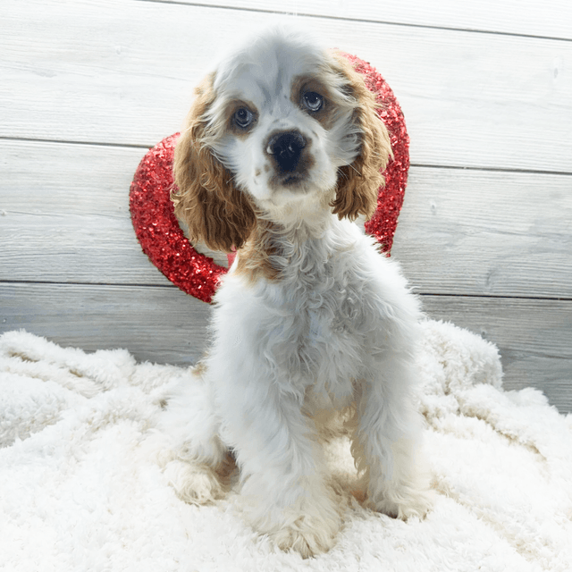 Yale - Cocker Spaniel