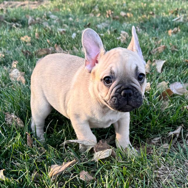 Tate - French Bulldog