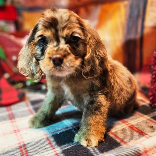 Orion - Cocker Spaniel