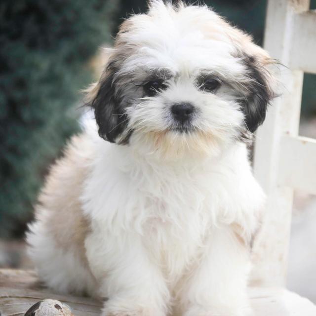 Mary - Shih Tzu