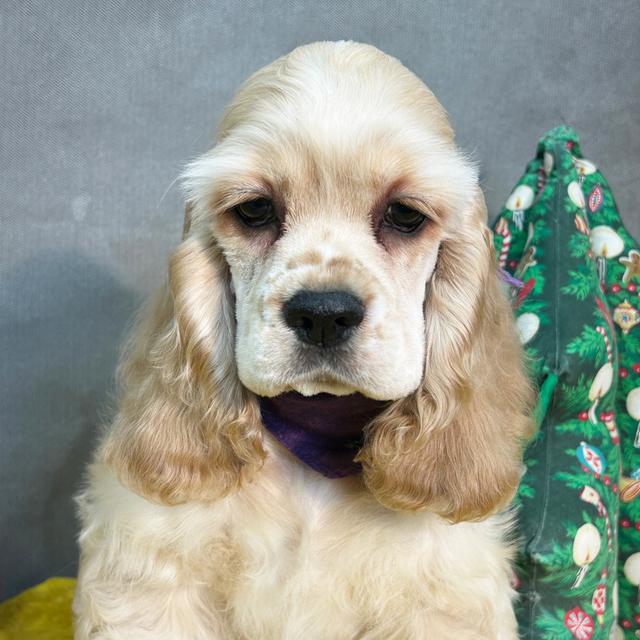 Pedro - Cocker Spaniel