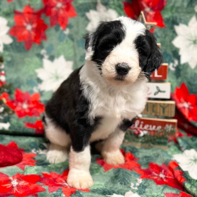 Charlene - Sheepadoodle