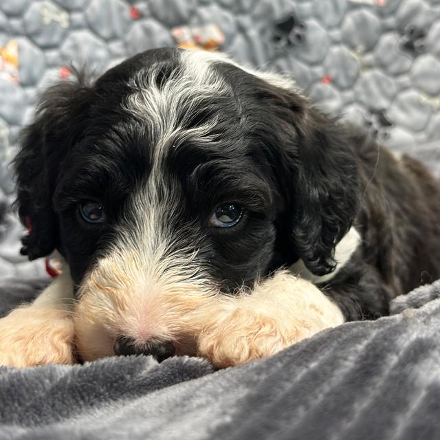 Champion - Sheepadoodle