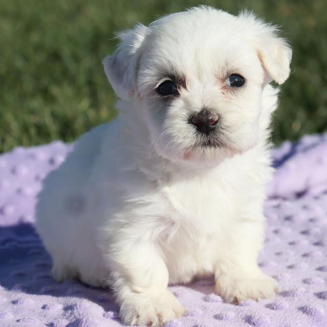 Sasha - Coton de Tulear