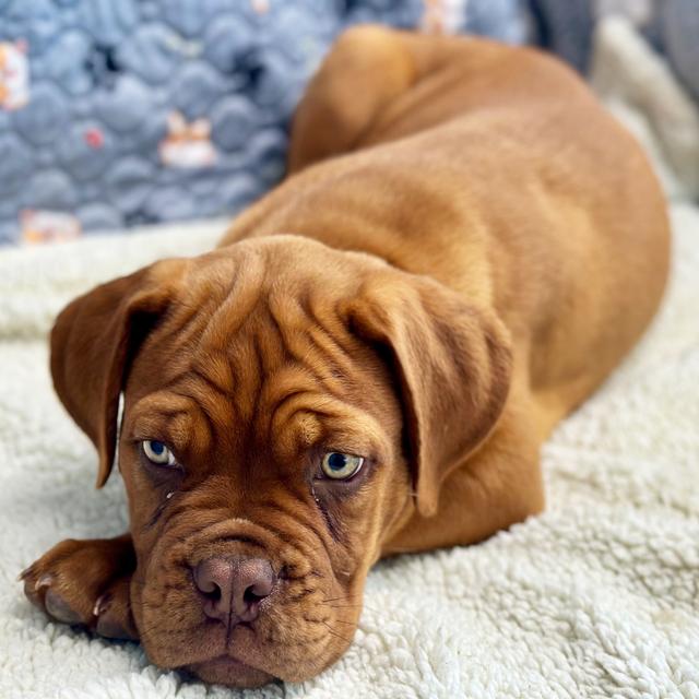 Bella - Dogue de Bordeaux