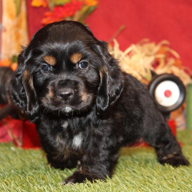 Ridge - Cocker Spaniel