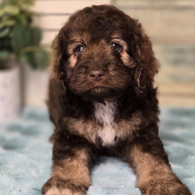 Bear - Cockapoo