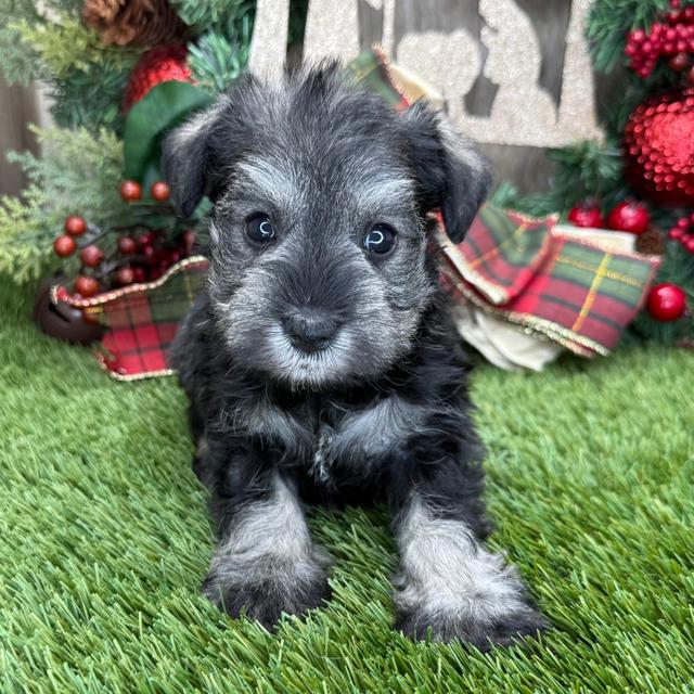 Sandy - Miniature Schnauzer