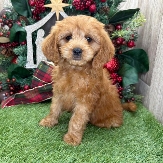 June - Goldendoodle