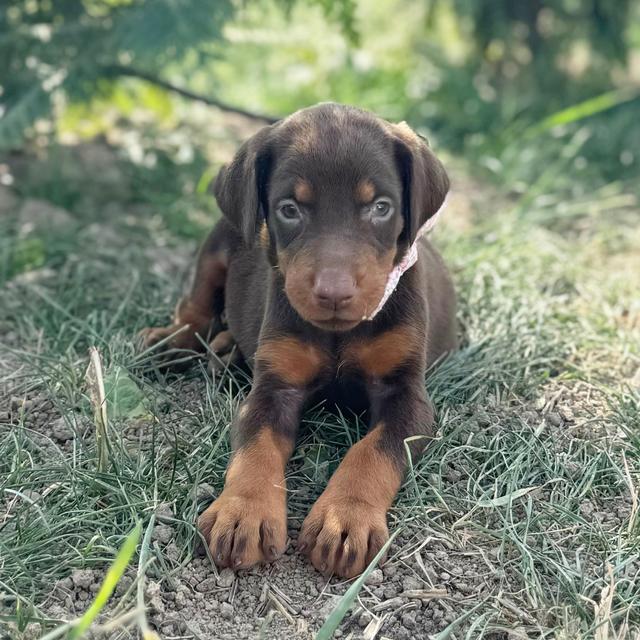 Xena - Doberman Pinscher